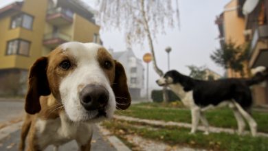 Photo of Cani picchiati e murati vivi a San Michele di Serino (Avellino)