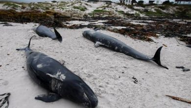 Photo of Nuova Zelanda, 400 balene spiaggiate a Farewall Spit