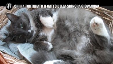 Photo of Gatto Scuoiato in Provincia di Brescia: Servizio Le Iene 26 marzo 2017