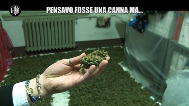 Photo of Marjuana a Milano, Cosa Contiene? Servizio Le Iene (2 Maggio)