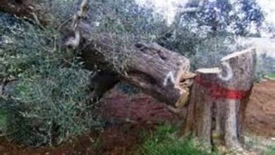 Photo of Xylella fastidiosa, Coldiretti Puglia: ”Distruzione campo sperimentale atto criminale”