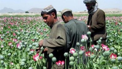 Photo of Talebani, in Afghanistan controllano la produzione di oppio