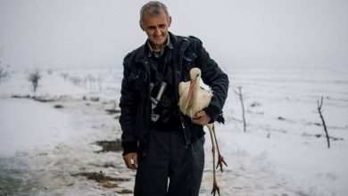 Photo of Uomo salva cicogne dal freddo in Bulgaria