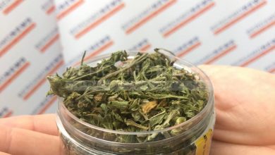 Photo of Italia, coltivare marjuana legale ora è davvero possibile