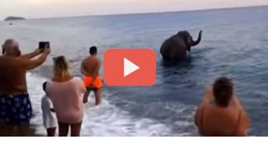 Photo of Elefante in mare tra i bagnanti in Calabria (VIDEO)